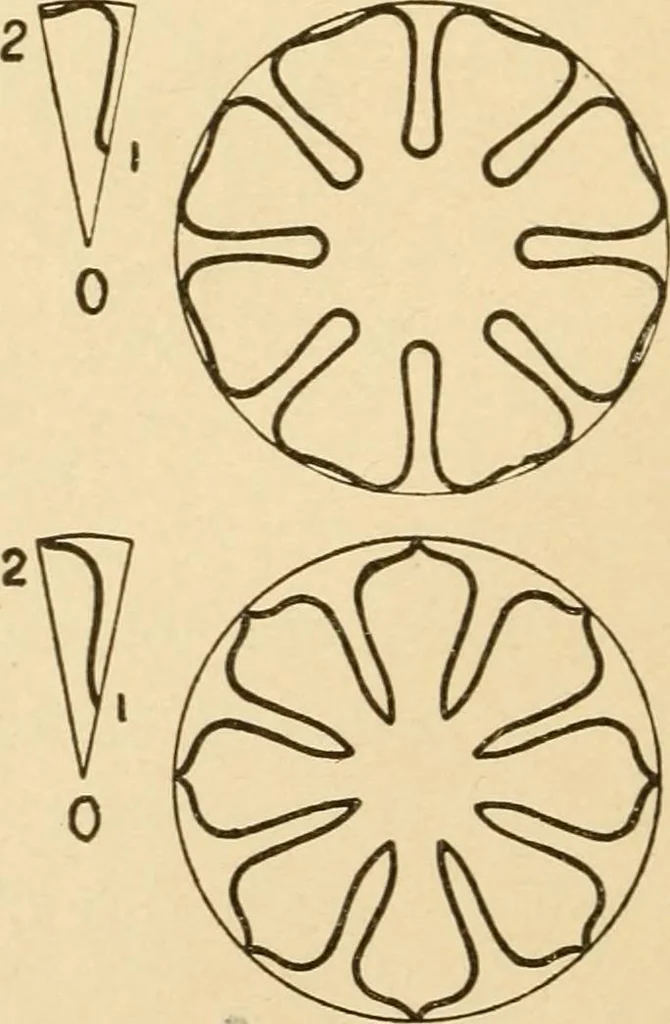 An illustration from Paper folding and cutting; a series of foldings and cuttings especially adapted to kindergartens and public schools, 1892, leaf 33