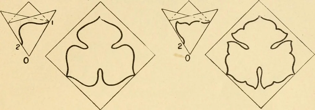 An illustration from Paper folding and cutting; a series of foldings and cuttings especially adapted to kindergartens and public schools, 1892, leaf 38