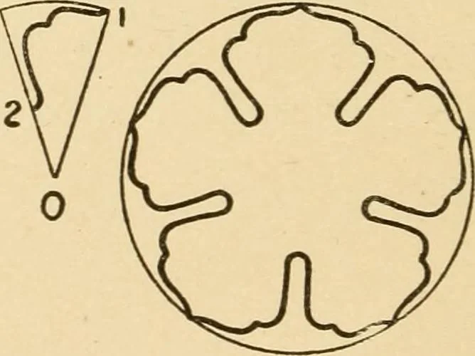 An illustration from Paper folding and cutting; a series of foldings and cuttings especially adapted to kindergartens and public schools, 1892, leaf 43
