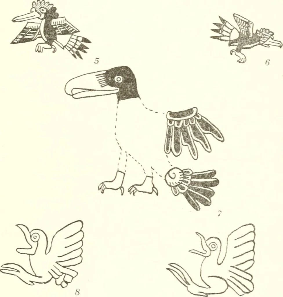 An illustration from Papers of the Peabody Museum of American Archaeology and Ethnology, Harvard University, 1904, leaf 446