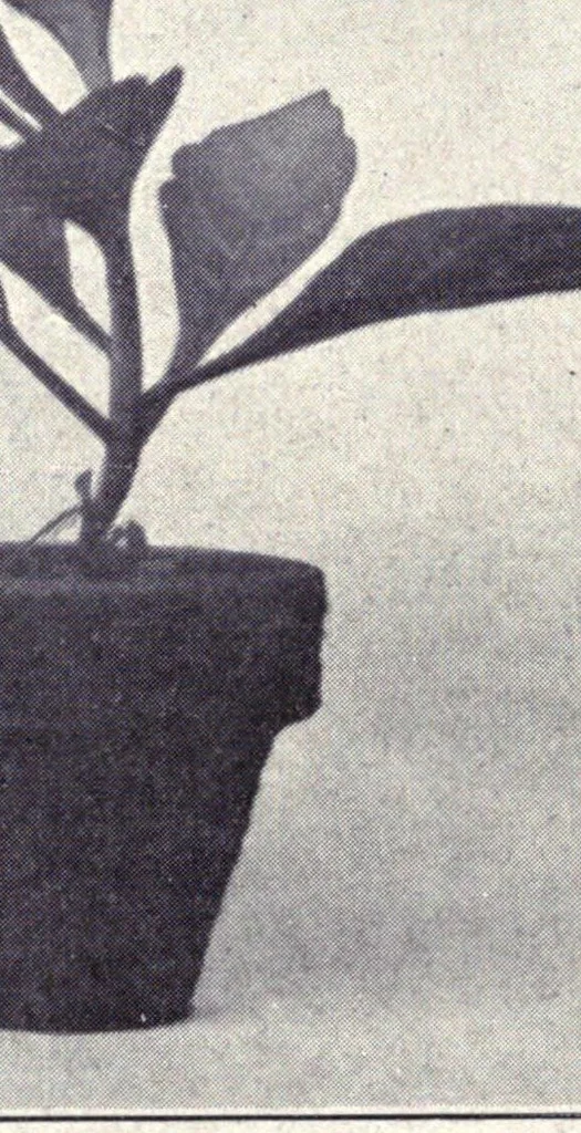 An illustration from Papers on paint and varnish and the materials used in their manufacture, 1920, leaf 357
