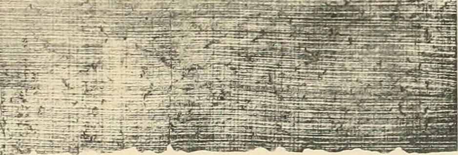 An illustration from Papyrus funéraires de la XXIe dynastie, 1914, leaf 146