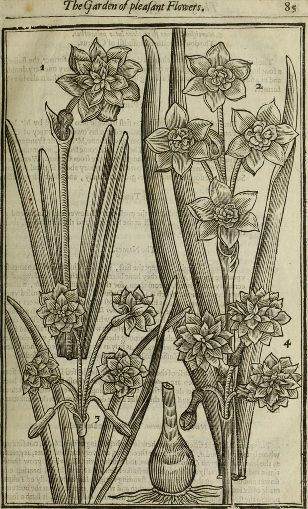 An illustration from Paradisi in sole, paradisus terrestris : or, a choice garden of all sorts of rarest flowers : with their nature, place of birth, time of flowering, names, and vertues to each plant, useful in physick, or admired for beauty. To which is annext a kitchen-garden furnished with all manner of herbs, roots, and fruits, for meat or sawce used with us. With the art of planting an orchard of all sorts of fruit-bearing trees and shrubs, shewing the nature of grafting, inoculating and pruning of them. Together with the right ordering, planting and preserving of them, with their select vertues: All unmentioned in former Herbals, 1656, leaf 102