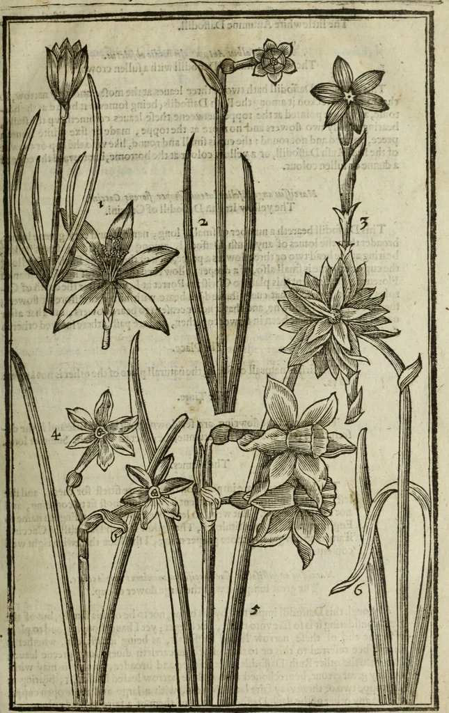 An illustration from Paradisi in sole, paradisus terrestris : or, a choice garden of all sorts of rarest flowers : with their nature, place of birth, time of flowering, names, and vertues to each plant, useful in physick, or admired for beauty. To which is annext a kitchen-garden furnished with all manner of herbs, roots, and fruits, for meat or sawce used with us. With the art of planting an orchard of all sorts of fruit-bearing trees and shrubs, shewing the nature of grafting, inoculating and pruning of them. Together with the right ordering, planting and preserving of them, with their select vertues: All unmentioned in former Herbals, 1656, leaf 106