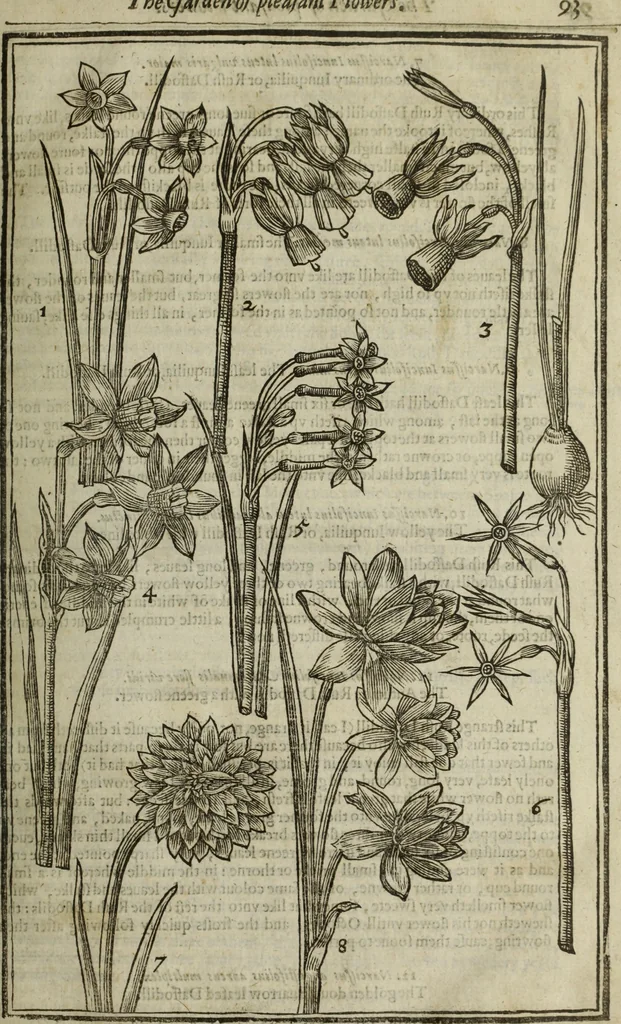 An illustration from Paradisi in sole, paradisus terrestris : or, a choice garden of all sorts of rarest flowers : with their nature, place of birth, time of flowering, names, and vertues to each plant, useful in physick, or admired for beauty. To which is annext a kitchen-garden furnished with all manner of herbs, roots, and fruits, for meat or sawce used with us. With the art of planting an orchard of all sorts of fruit-bearing trees and shrubs, shewing the nature of grafting, inoculating and pruning of them. Together with the right ordering, planting and preserving of them, with their select vertues: All unmentioned in former Herbals, 1656, leaf 110