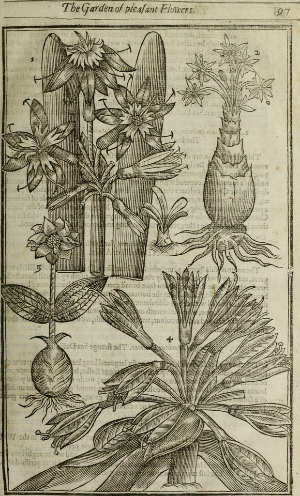 An illustration from Paradisi in sole, paradisus terrestris : or, a choice garden of all sorts of rarest flowers : with their nature, place of birth, time of flowering, names, and vertues to each plant, useful in physick, or admired for beauty. To which is annext a kitchen-garden furnished with all manner of herbs, roots, and fruits, for meat or sawce used with us. With the art of planting an orchard of all sorts of fruit-bearing trees and shrubs, shewing the nature of grafting, inoculating and pruning of them. Together with the right ordering, planting and preserving of them, with their select vertues: All unmentioned in former Herbals, 1656, leaf 114