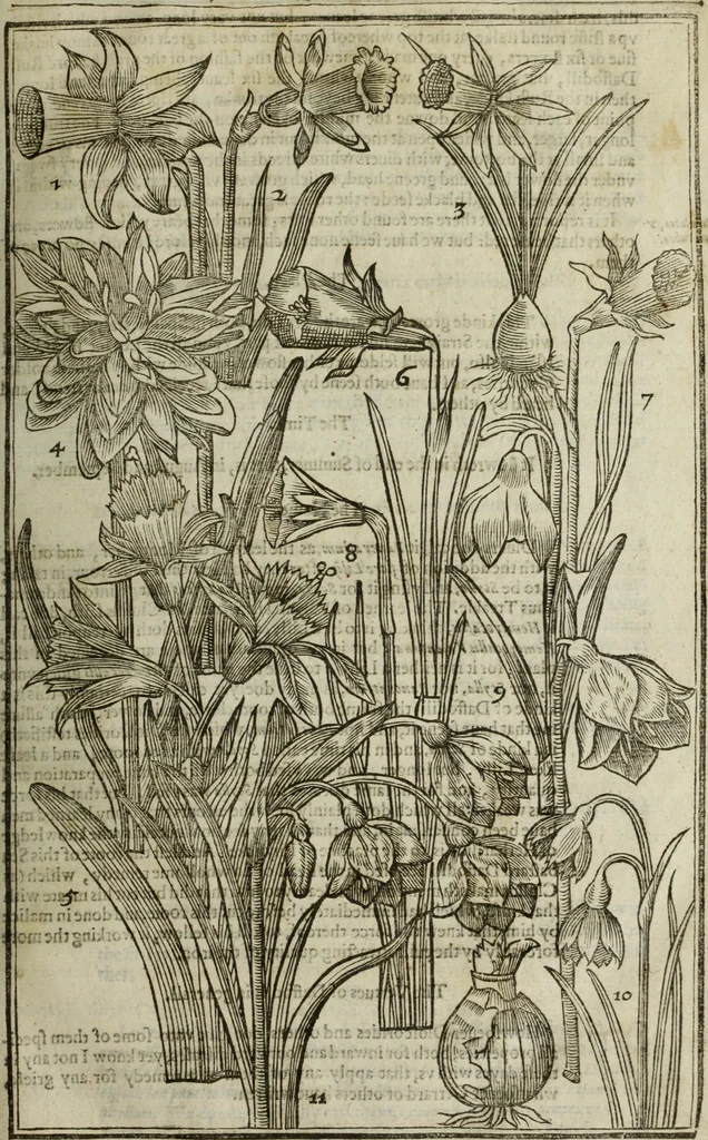 An illustration from Paradisi in sole, paradisus terrestris : or, a choice garden of all sorts of rarest flowers : with their nature, place of birth, time of flowering, names, and vertues to each plant, useful in physick, or admired for beauty. To which is annext a kitchen-garden furnished with all manner of herbs, roots, and fruits, for meat or sawce used with us. With the art of planting an orchard of all sorts of fruit-bearing trees and shrubs, shewing the nature of grafting, inoculating and pruning of them. Together with the right ordering, planting and preserving of them, with their select vertues: All unmentioned in former Herbals, 1656, leaf 124