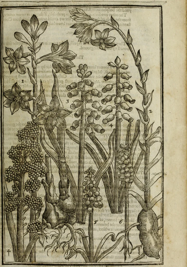 An illustration from Paradisi in sole, paradisus terrestris : or, a choice garden of all sorts of rarest flowers : with their nature, place of birth, time of flowering, names, and vertues to each plant, useful in physick, or admired for beauty. To which is annext a kitchen-garden furnished with all manner of herbs, roots, and fruits, for meat or sawce used with us. With the art of planting an orchard of all sorts of fruit-bearing trees and shrubs, shewing the nature of grafting, inoculating and pruning of them. Together with the right ordering, planting and preserving of them, with their select vertues: All unmentioned in former Herbals, 1656, leaf 130