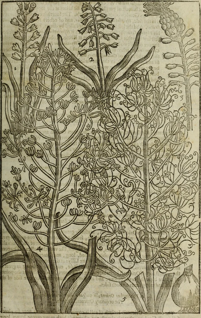 An illustration from Paradisi in sole, paradisus terrestris : or, a choice garden of all sorts of rarest flowers : with their nature, place of birth, time of flowering, names, and vertues to each plant, useful in physick, or admired for beauty. To which is annext a kitchen-garden furnished with all manner of herbs, roots, and fruits, for meat or sawce used with us. With the art of planting an orchard of all sorts of fruit-bearing trees and shrubs, shewing the nature of grafting, inoculating and pruning of them. Together with the right ordering, planting and preserving of them, with their select vertues: All unmentioned in former Herbals, 1656, leaf 134