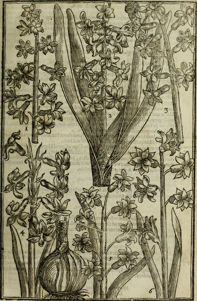 An illustration from Paradisi in sole, paradisus terrestris : or, a choice garden of all sorts of rarest flowers : with their nature, place of birth, time of flowering, names, and vertues to each plant, useful in physick, or admired for beauty. To which is annext a kitchen-garden furnished with all manner of herbs, roots, and fruits, for meat or sawce used with us. With the art of planting an orchard of all sorts of fruit-bearing trees and shrubs, shewing the nature of grafting, inoculating and pruning of them. Together with the right ordering, planting and preserving of them, with their select vertues: All unmentioned in former Herbals, 1656, leaf 138