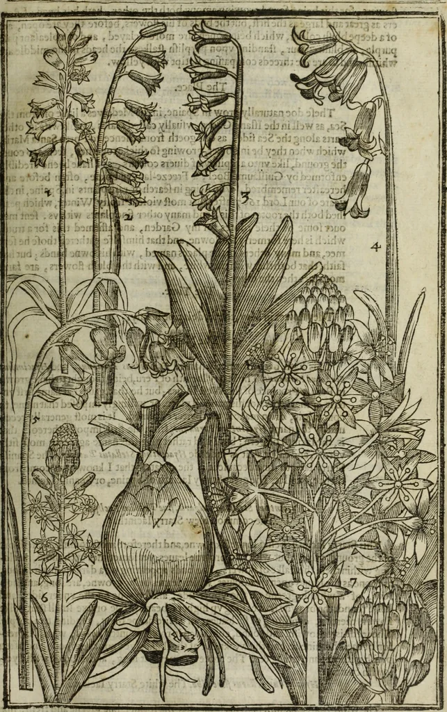 An illustration from Paradisi in sole, paradisus terrestris : or, a choice garden of all sorts of rarest flowers : with their nature, place of birth, time of flowering, names, and vertues to each plant, useful in physick, or admired for beauty. To which is annext a kitchen-garden furnished with all manner of herbs, roots, and fruits, for meat or sawce used with us. With the art of planting an orchard of all sorts of fruit-bearing trees and shrubs, shewing the nature of grafting, inoculating and pruning of them. Together with the right ordering, planting and preserving of them, with their select vertues: All unmentioned in former Herbals, 1656, leaf 142