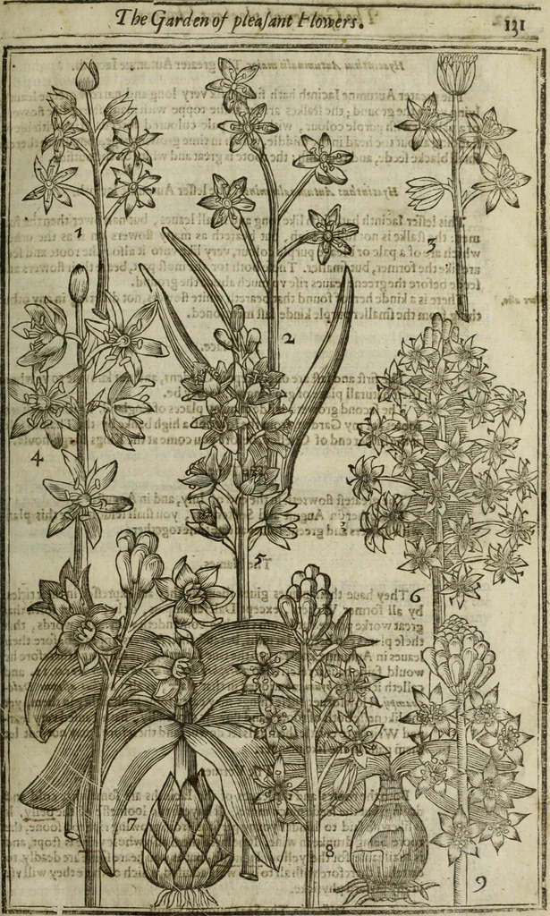 An illustration from Paradisi in sole, paradisus terrestris : or, a choice garden of all sorts of rarest flowers : with their nature, place of birth, time of flowering, names, and vertues to each plant, useful in physick, or admired for beauty. To which is annext a kitchen-garden furnished with all manner of herbs, roots, and fruits, for meat or sawce used with us. With the art of planting an orchard of all sorts of fruit-bearing trees and shrubs, shewing the nature of grafting, inoculating and pruning of them. Together with the right ordering, planting and preserving of them, with their select vertues: All unmentioned in former Herbals, 1656, leaf 148