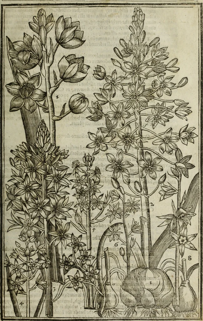 An illustration from Paradisi in sole, paradisus terrestris : or, a choice garden of all sorts of rarest flowers : with their nature, place of birth, time of flowering, names, and vertues to each plant, useful in physick, or admired for beauty. To which is annext a kitchen-garden furnished with all manner of herbs, roots, and fruits, for meat or sawce used with us. With the art of planting an orchard of all sorts of fruit-bearing trees and shrubs, shewing the nature of grafting, inoculating and pruning of them. Together with the right ordering, planting and preserving of them, with their select vertues: All unmentioned in former Herbals, 1656, leaf 154