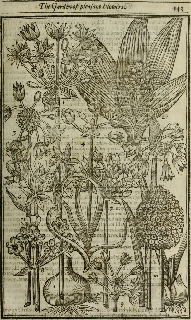 An illustration from Paradisi in sole, paradisus terrestris : or, a choice garden of all sorts of rarest flowers : with their nature, place of birth, time of flowering, names, and vertues to each plant, useful in physick, or admired for beauty. To which is annext a kitchen-garden furnished with all manner of herbs, roots, and fruits, for meat or sawce used with us. With the art of planting an orchard of all sorts of fruit-bearing trees and shrubs, shewing the nature of grafting, inoculating and pruning of them. Together with the right ordering, planting and preserving of them, with their select vertues: All unmentioned in former Herbals, 1656, leaf 160