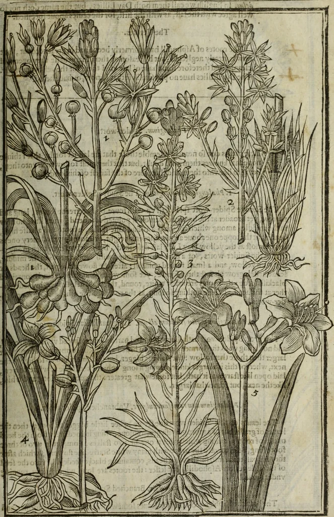 An illustration from Paradisi in sole, paradisus terrestris : or, a choice garden of all sorts of rarest flowers : with their nature, place of birth, time of flowering, names, and vertues to each plant, useful in physick, or admired for beauty. To which is annext a kitchen-garden furnished with all manner of herbs, roots, and fruits, for meat or sawce used with us. With the art of planting an orchard of all sorts of fruit-bearing trees and shrubs, shewing the nature of grafting, inoculating and pruning of them. Together with the right ordering, planting and preserving of them, with their select vertues: All unmentioned in former Herbals, 1656, leaf 166