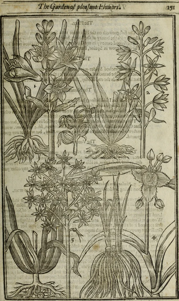 An illustration from Paradisi in sole, paradisus terrestris : or, a choice garden of all sorts of rarest flowers : with their nature, place of birth, time of flowering, names, and vertues to each plant, useful in physick, or admired for beauty. To which is annext a kitchen-garden furnished with all manner of herbs, roots, and fruits, for meat or sawce used with us. With the art of planting an orchard of all sorts of fruit-bearing trees and shrubs, shewing the nature of grafting, inoculating and pruning of them. Together with the right ordering, planting and preserving of them, with their select vertues: All unmentioned in former Herbals, 1656, leaf 168