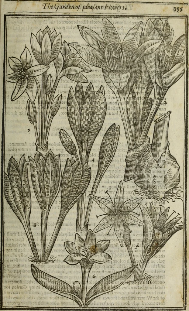 An illustration from Paradisi in sole, paradisus terrestris : or, a choice garden of all sorts of rarest flowers : with their nature, place of birth, time of flowering, names, and vertues to each plant, useful in physick, or admired for beauty. To which is annext a kitchen-garden furnished with all manner of herbs, roots, and fruits, for meat or sawce used with us. With the art of planting an orchard of all sorts of fruit-bearing trees and shrubs, shewing the nature of grafting, inoculating and pruning of them. Together with the right ordering, planting and preserving of them, with their select vertues: All unmentioned in former Herbals, 1656, leaf 172
