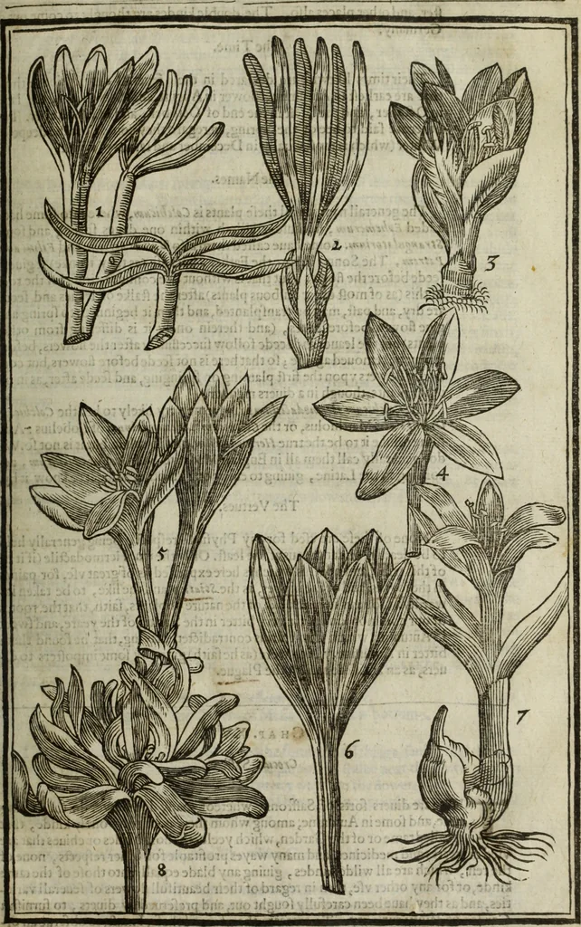 An illustration from Paradisi in sole, paradisus terrestris : or, a choice garden of all sorts of rarest flowers : with their nature, place of birth, time of flowering, names, and vertues to each plant, useful in physick, or admired for beauty. To which is annext a kitchen-garden furnished with all manner of herbs, roots, and fruits, for meat or sawce used with us. With the art of planting an orchard of all sorts of fruit-bearing trees and shrubs, shewing the nature of grafting, inoculating and pruning of them. Together with the right ordering, planting and preserving of them, with their select vertues: All unmentioned in former Herbals, 1656, leaf 176