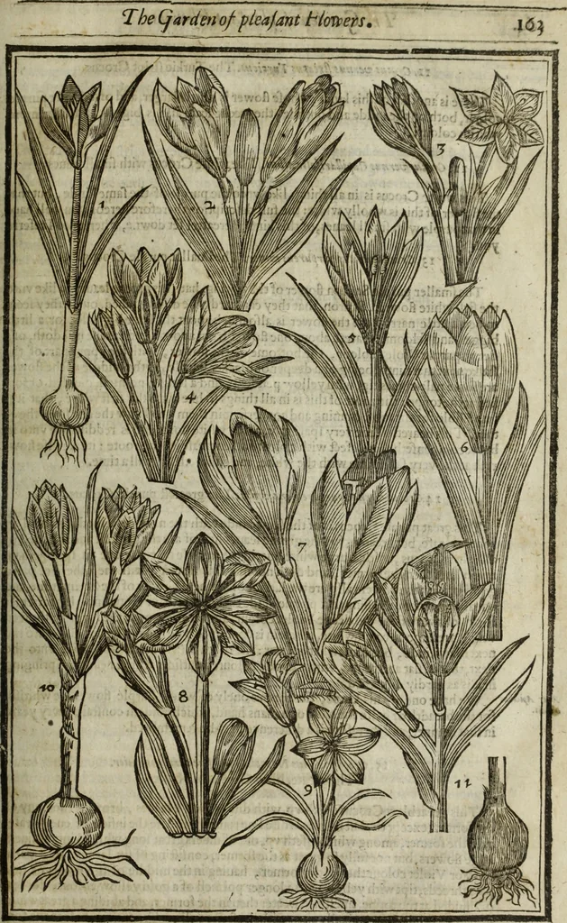 An illustration from Paradisi in sole, paradisus terrestris : or, a choice garden of all sorts of rarest flowers : with their nature, place of birth, time of flowering, names, and vertues to each plant, useful in physick, or admired for beauty. To which is annext a kitchen-garden furnished with all manner of herbs, roots, and fruits, for meat or sawce used with us. With the art of planting an orchard of all sorts of fruit-bearing trees and shrubs, shewing the nature of grafting, inoculating and pruning of them. Together with the right ordering, planting and preserving of them, with their select vertues: All unmentioned in former Herbals, 1656, leaf 180