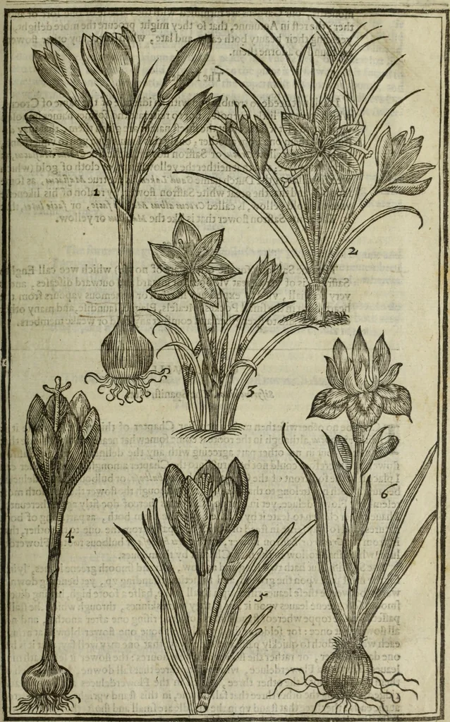 An illustration from Paradisi in sole, paradisus terrestris : or, a choice garden of all sorts of rarest flowers : with their nature, place of birth, time of flowering, names, and vertues to each plant, useful in physick, or admired for beauty. To which is annext a kitchen-garden furnished with all manner of herbs, roots, and fruits, for meat or sawce used with us. With the art of planting an orchard of all sorts of fruit-bearing trees and shrubs, shewing the nature of grafting, inoculating and pruning of them. Together with the right ordering, planting and preserving of them, with their select vertues: All unmentioned in former Herbals, 1656, leaf 186