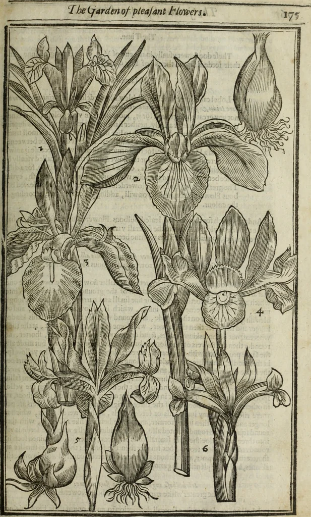 An illustration from Paradisi in sole, paradisus terrestris : or, a choice garden of all sorts of rarest flowers : with their nature, place of birth, time of flowering, names, and vertues to each plant, useful in physick, or admired for beauty. To which is annext a kitchen-garden furnished with all manner of herbs, roots, and fruits, for meat or sawce used with us. With the art of planting an orchard of all sorts of fruit-bearing trees and shrubs, shewing the nature of grafting, inoculating and pruning of them. Together with the right ordering, planting and preserving of them, with their select vertues: All unmentioned in former Herbals, 1656, leaf 192