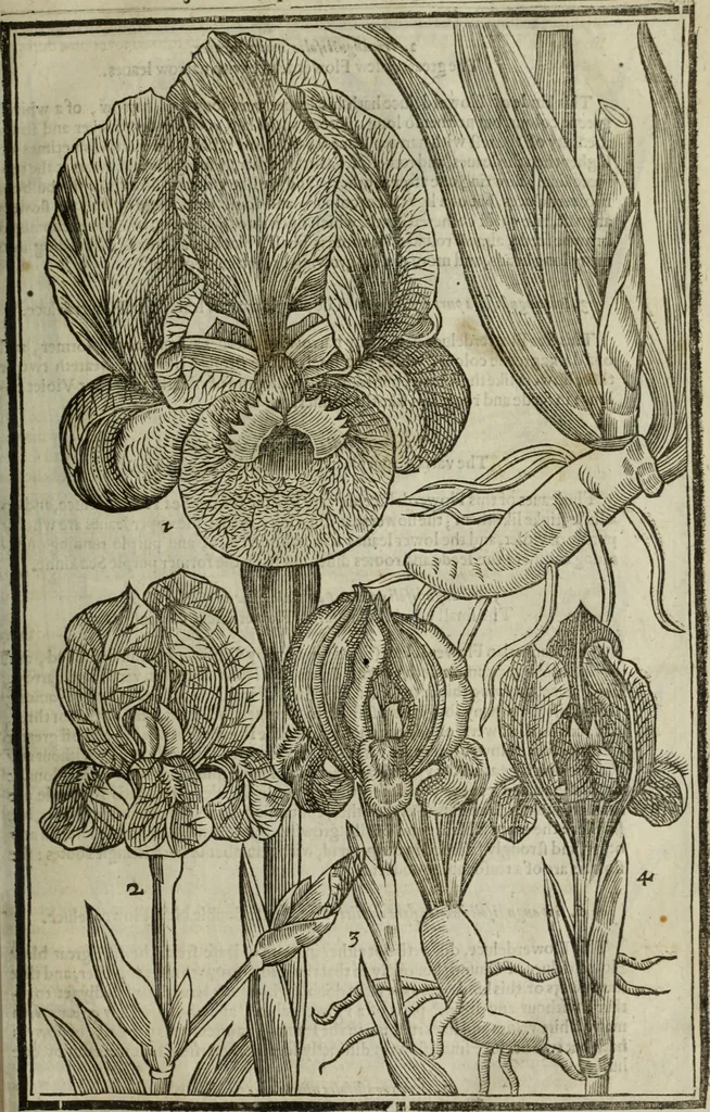 An illustration from Paradisi in sole, paradisus terrestris : or, a choice garden of all sorts of rarest flowers : with their nature, place of birth, time of flowering, names, and vertues to each plant, useful in physick, or admired for beauty. To which is annext a kitchen-garden furnished with all manner of herbs, roots, and fruits, for meat or sawce used with us. With the art of planting an orchard of all sorts of fruit-bearing trees and shrubs, shewing the nature of grafting, inoculating and pruning of them. Together with the right ordering, planting and preserving of them, with their select vertues: All unmentioned in former Herbals, 1656, leaf 200