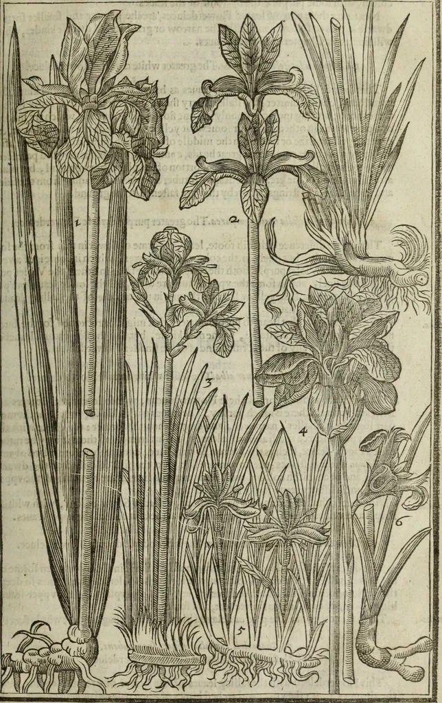An illustration from Paradisi in sole, paradisus terrestris : or, a choice garden of all sorts of rarest flowers : with their nature, place of birth, time of flowering, names, and vertues to each plant, useful in physick, or admired for beauty. To which is annext a kitchen-garden furnished with all manner of herbs, roots, and fruits, for meat or sawce used with us. With the art of planting an orchard of all sorts of fruit-bearing trees and shrubs, shewing the nature of grafting, inoculating and pruning of them. Together with the right ordering, planting and preserving of them, with their select vertues: All unmentioned in former Herbals, 1656, leaf 202