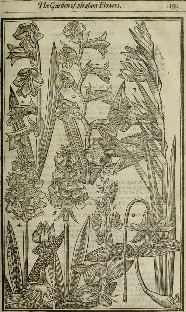 An illustration from Paradisi in sole, paradisus terrestris : or, a choice garden of all sorts of rarest flowers : with their nature, place of birth, time of flowering, names, and vertues to each plant, useful in physick, or admired for beauty. To which is annext a kitchen-garden furnished with all manner of herbs, roots, and fruits, for meat or sawce used with us. With the art of planting an orchard of all sorts of fruit-bearing trees and shrubs, shewing the nature of grafting, inoculating and pruning of them. Together with the right ordering, planting and preserving of them, with their select vertues: All unmentioned in former Herbals, 1656, leaf 208