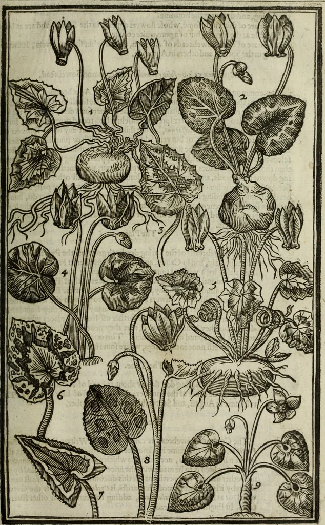 An illustration from Paradisi in sole, paradisus terrestris : or, a choice garden of all sorts of rarest flowers : with their nature, place of birth, time of flowering, names, and vertues to each plant, useful in physick, or admired for beauty. To which is annext a kitchen-garden furnished with all manner of herbs, roots, and fruits, for meat or sawce used with us. With the art of planting an orchard of all sorts of fruit-bearing trees and shrubs, shewing the nature of grafting, inoculating and pruning of them. Together with the right ordering, planting and preserving of them, with their select vertues: All unmentioned in former Herbals, 1656, leaf 214