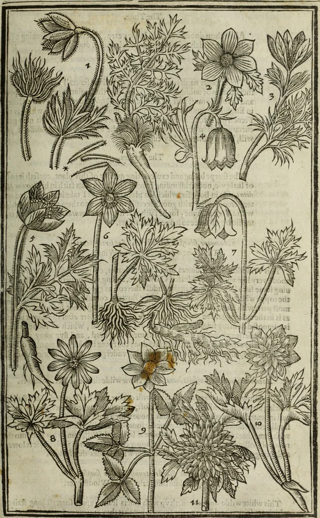An illustration from Paradisi in sole, paradisus terrestris : or, a choice garden of all sorts of rarest flowers : with their nature, place of birth, time of flowering, names, and vertues to each plant, useful in physick, or admired for beauty. To which is annext a kitchen-garden furnished with all manner of herbs, roots, and fruits, for meat or sawce used with us. With the art of planting an orchard of all sorts of fruit-bearing trees and shrubs, shewing the nature of grafting, inoculating and pruning of them. Together with the right ordering, planting and preserving of them, with their select vertues: All unmentioned in former Herbals, 1656, leaf 218