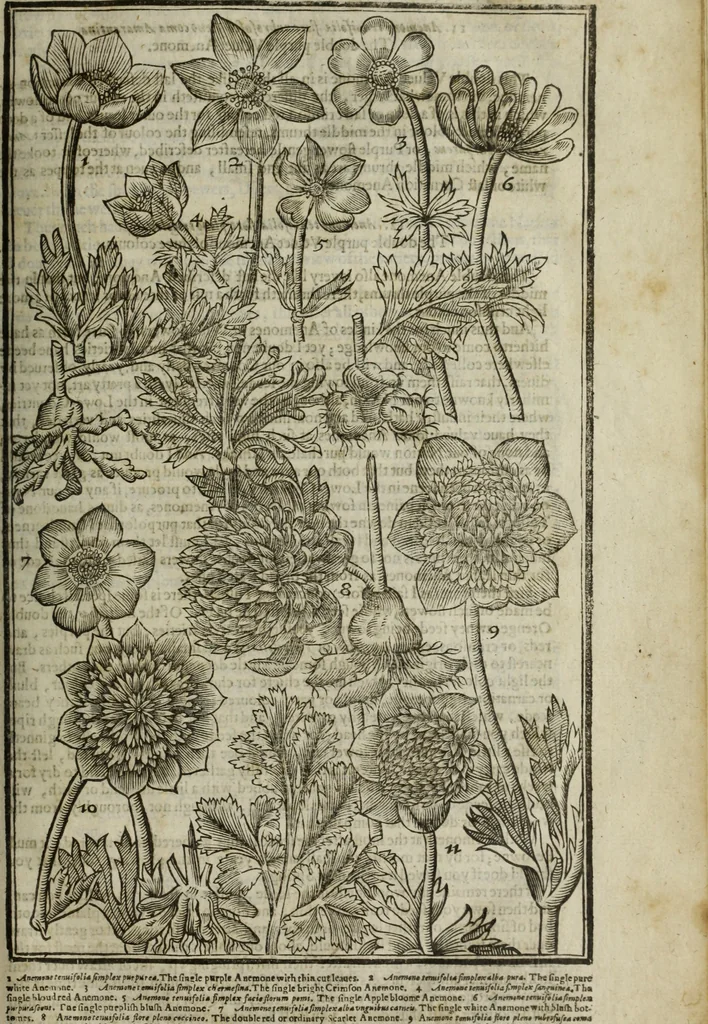 An illustration from Paradisi in sole, paradisus terrestris : or, a choice garden of all sorts of rarest flowers : with their nature, place of birth, time of flowering, names, and vertues to each plant, useful in physick, or admired for beauty. To which is annext a kitchen-garden furnished with all manner of herbs, roots, and fruits, for meat or sawce used with us. With the art of planting an orchard of all sorts of fruit-bearing trees and shrubs, shewing the nature of grafting, inoculating and pruning of them. Together with the right ordering, planting and preserving of them, with their select vertues: All unmentioned in former Herbals, 1656, leaf 226