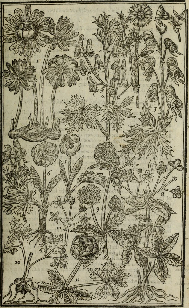 An illustration from Paradisi in sole, paradisus terrestris : or, a choice garden of all sorts of rarest flowers : with their nature, place of birth, time of flowering, names, and vertues to each plant, useful in physick, or admired for beauty. To which is annext a kitchen-garden furnished with all manner of herbs, roots, and fruits, for meat or sawce used with us. With the art of planting an orchard of all sorts of fruit-bearing trees and shrubs, shewing the nature of grafting, inoculating and pruning of them. Together with the right ordering, planting and preserving of them, with their select vertues: All unmentioned in former Herbals, 1656, leaf 234