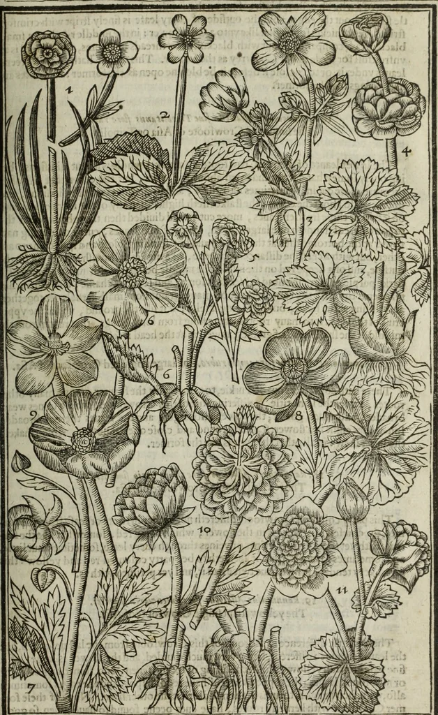 An illustration from Paradisi in sole, paradisus terrestris : or, a choice garden of all sorts of rarest flowers : with their nature, place of birth, time of flowering, names, and vertues to each plant, useful in physick, or admired for beauty. To which is annext a kitchen-garden furnished with all manner of herbs, roots, and fruits, for meat or sawce used with us. With the art of planting an orchard of all sorts of fruit-bearing trees and shrubs, shewing the nature of grafting, inoculating and pruning of them. Together with the right ordering, planting and preserving of them, with their select vertues: All unmentioned in former Herbals, 1656, leaf 236