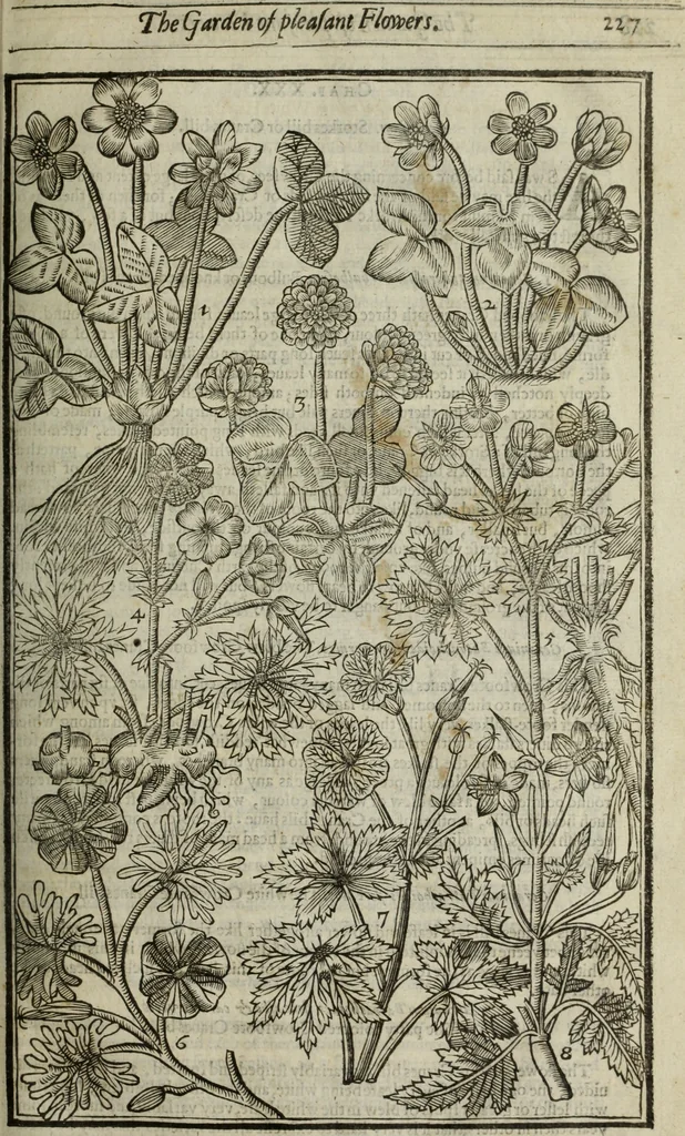 An illustration from Paradisi in sole, paradisus terrestris : or, a choice garden of all sorts of rarest flowers : with their nature, place of birth, time of flowering, names, and vertues to each plant, useful in physick, or admired for beauty. To which is annext a kitchen-garden furnished with all manner of herbs, roots, and fruits, for meat or sawce used with us. With the art of planting an orchard of all sorts of fruit-bearing trees and shrubs, shewing the nature of grafting, inoculating and pruning of them. Together with the right ordering, planting and preserving of them, with their select vertues: All unmentioned in former Herbals, 1656, leaf 242