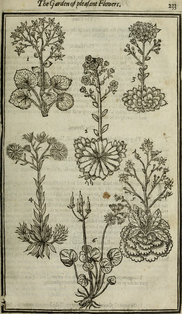 An illustration from Paradisi in sole, paradisus terrestris : or, a choice garden of all sorts of rarest flowers : with their nature, place of birth, time of flowering, names, and vertues to each plant, useful in physick, or admired for beauty. To which is annext a kitchen-garden furnished with all manner of herbs, roots, and fruits, for meat or sawce used with us. With the art of planting an orchard of all sorts of fruit-bearing trees and shrubs, shewing the nature of grafting, inoculating and pruning of them. Together with the right ordering, planting and preserving of them, with their select vertues: All unmentioned in former Herbals, 1656, leaf 248