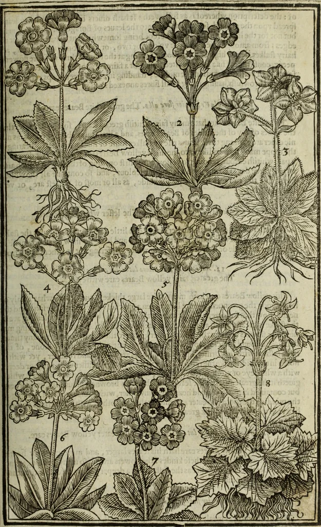 An illustration from Paradisi in sole, paradisus terrestris : or, a choice garden of all sorts of rarest flowers : with their nature, place of birth, time of flowering, names, and vertues to each plant, useful in physick, or admired for beauty. To which is annext a kitchen-garden furnished with all manner of herbs, roots, and fruits, for meat or sawce used with us. With the art of planting an orchard of all sorts of fruit-bearing trees and shrubs, shewing the nature of grafting, inoculating and pruning of them. Together with the right ordering, planting and preserving of them, with their select vertues: All unmentioned in former Herbals, 1656, leaf 252