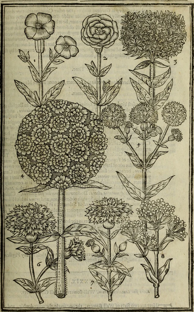 An illustration from Paradisi in sole, paradisus terrestris : or, a choice garden of all sorts of rarest flowers : with their nature, place of birth, time of flowering, names, and vertues to each plant, useful in physick, or admired for beauty. To which is annext a kitchen-garden furnished with all manner of herbs, roots, and fruits, for meat or sawce used with us. With the art of planting an orchard of all sorts of fruit-bearing trees and shrubs, shewing the nature of grafting, inoculating and pruning of them. Together with the right ordering, planting and preserving of them, with their select vertues: All unmentioned in former Herbals, 1656, leaf 266