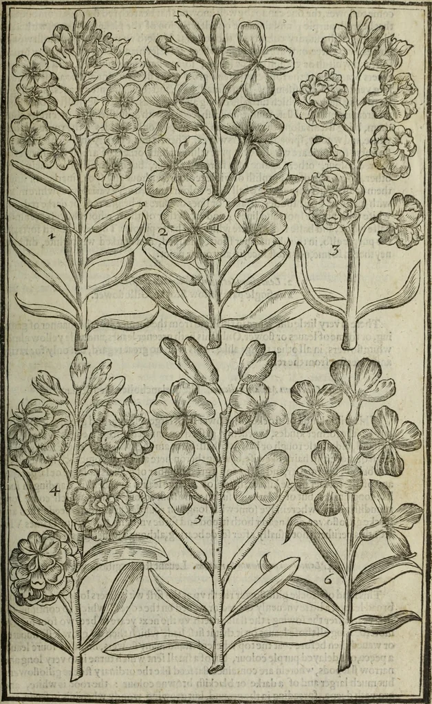 An illustration from Paradisi in sole, paradisus terrestris : or, a choice garden of all sorts of rarest flowers : with their nature, place of birth, time of flowering, names, and vertues to each plant, useful in physick, or admired for beauty. To which is annext a kitchen-garden furnished with all manner of herbs, roots, and fruits, for meat or sawce used with us. With the art of planting an orchard of all sorts of fruit-bearing trees and shrubs, shewing the nature of grafting, inoculating and pruning of them. Together with the right ordering, planting and preserving of them, with their select vertues: All unmentioned in former Herbals, 1656, leaf 270