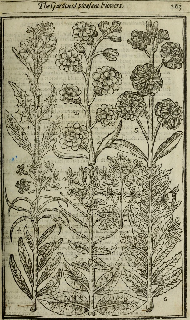 An illustration from Paradisi in sole, paradisus terrestris : or, a choice garden of all sorts of rarest flowers : with their nature, place of birth, time of flowering, names, and vertues to each plant, useful in physick, or admired for beauty. To which is annext a kitchen-garden furnished with all manner of herbs, roots, and fruits, for meat or sawce used with us. With the art of planting an orchard of all sorts of fruit-bearing trees and shrubs, shewing the nature of grafting, inoculating and pruning of them. Together with the right ordering, planting and preserving of them, with their select vertues: All unmentioned in former Herbals, 1656, leaf 274