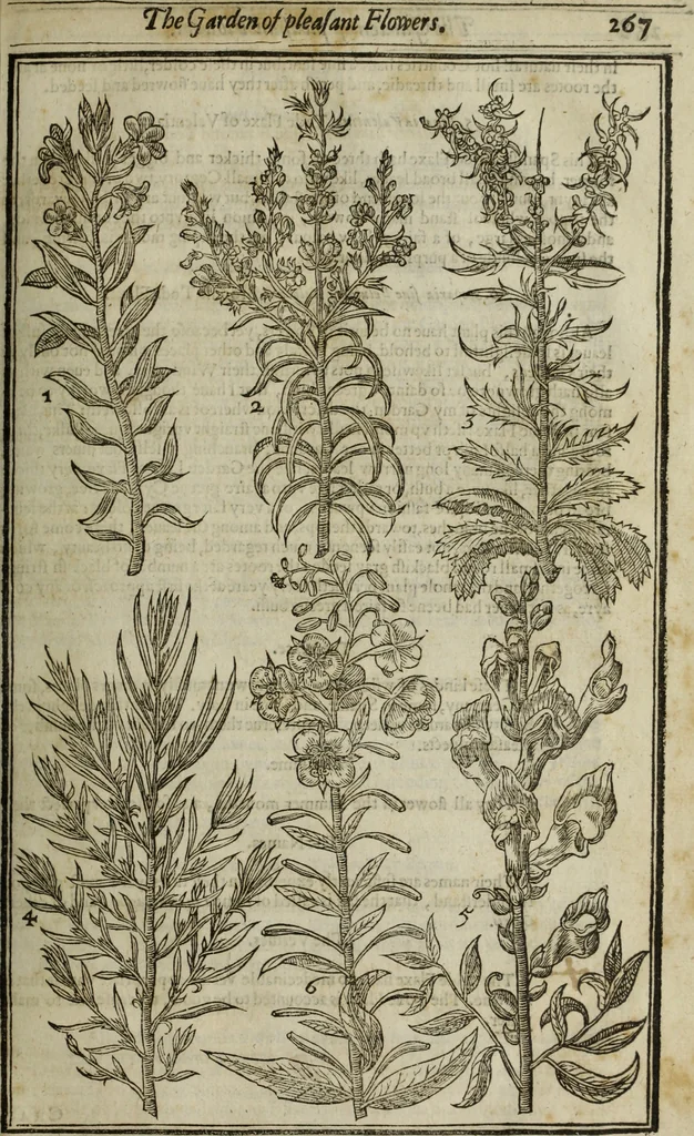 An illustration from Paradisi in sole, paradisus terrestris : or, a choice garden of all sorts of rarest flowers : with their nature, place of birth, time of flowering, names, and vertues to each plant, useful in physick, or admired for beauty. To which is annext a kitchen-garden furnished with all manner of herbs, roots, and fruits, for meat or sawce used with us. With the art of planting an orchard of all sorts of fruit-bearing trees and shrubs, shewing the nature of grafting, inoculating and pruning of them. Together with the right ordering, planting and preserving of them, with their select vertues: All unmentioned in former Herbals, 1656, leaf 278