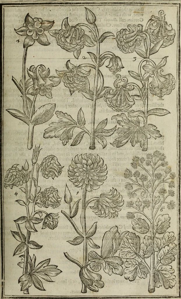 An illustration from Paradisi in sole, paradisus terrestris : or, a choice garden of all sorts of rarest flowers : with their nature, place of birth, time of flowering, names, and vertues to each plant, useful in physick, or admired for beauty. To which is annext a kitchen-garden furnished with all manner of herbs, roots, and fruits, for meat or sawce used with us. With the art of planting an orchard of all sorts of fruit-bearing trees and shrubs, shewing the nature of grafting, inoculating and pruning of them. Together with the right ordering, planting and preserving of them, with their select vertues: All unmentioned in former Herbals, 1656, leaf 284