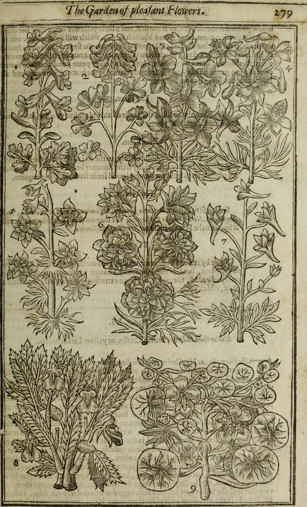 An illustration from Paradisi in sole, paradisus terrestris : or, a choice garden of all sorts of rarest flowers : with their nature, place of birth, time of flowering, names, and vertues to each plant, useful in physick, or admired for beauty. To which is annext a kitchen-garden furnished with all manner of herbs, roots, and fruits, for meat or sawce used with us. With the art of planting an orchard of all sorts of fruit-bearing trees and shrubs, shewing the nature of grafting, inoculating and pruning of them. Together with the right ordering, planting and preserving of them, with their select vertues: All unmentioned in former Herbals, 1656, leaf 290