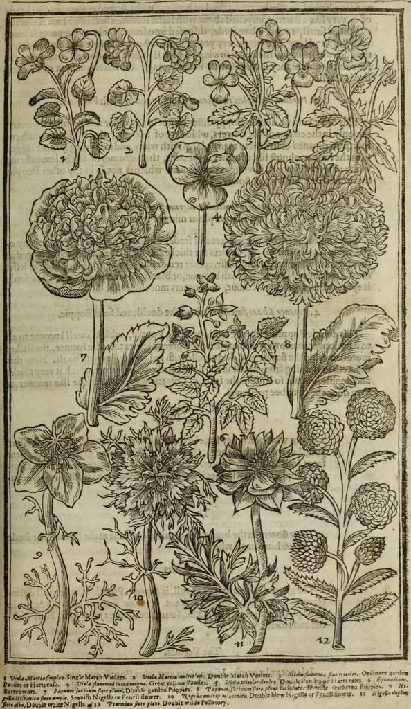 An illustration from Paradisi in sole, paradisus terrestris : or, a choice garden of all sorts of rarest flowers : with their nature, place of birth, time of flowering, names, and vertues to each plant, useful in physick, or admired for beauty. To which is annext a kitchen-garden furnished with all manner of herbs, roots, and fruits, for meat or sawce used with us. With the art of planting an orchard of all sorts of fruit-bearing trees and shrubs, shewing the nature of grafting, inoculating and pruning of them. Together with the right ordering, planting and preserving of them, with their select vertues: All unmentioned in former Herbals, 1656, leaf 296