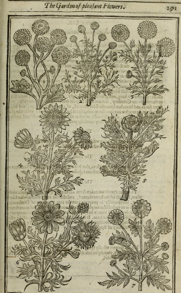 An illustration from Paradisi in sole, paradisus terrestris : or, a choice garden of all sorts of rarest flowers : with their nature, place of birth, time of flowering, names, and vertues to each plant, useful in physick, or admired for beauty. To which is annext a kitchen-garden furnished with all manner of herbs, roots, and fruits, for meat or sawce used with us. With the art of planting an orchard of all sorts of fruit-bearing trees and shrubs, shewing the nature of grafting, inoculating and pruning of them. Together with the right ordering, planting and preserving of them, with their select vertues: All unmentioned in former Herbals, 1656, leaf 302