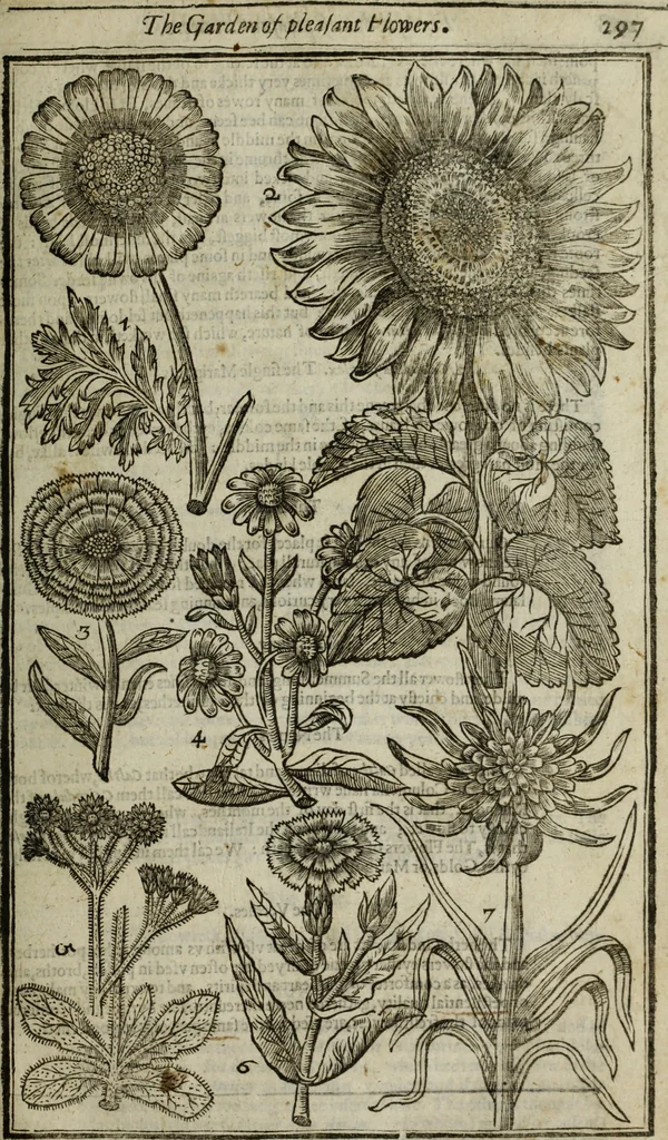 An illustration from Paradisi in sole, paradisus terrestris : or, a choice garden of all sorts of rarest flowers : with their nature, place of birth, time of flowering, names, and vertues to each plant, useful in physick, or admired for beauty. To which is annext a kitchen-garden furnished with all manner of herbs, roots, and fruits, for meat or sawce used with us. With the art of planting an orchard of all sorts of fruit-bearing trees and shrubs, shewing the nature of grafting, inoculating and pruning of them. Together with the right ordering, planting and preserving of them, with their select vertues: All unmentioned in former Herbals, 1656, leaf 308