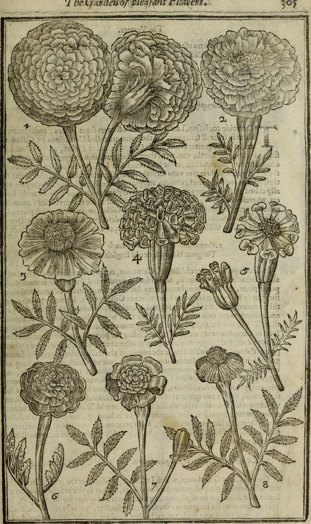 An illustration from Paradisi in sole, paradisus terrestris : or, a choice garden of all sorts of rarest flowers : with their nature, place of birth, time of flowering, names, and vertues to each plant, useful in physick, or admired for beauty. To which is annext a kitchen-garden furnished with all manner of herbs, roots, and fruits, for meat or sawce used with us. With the art of planting an orchard of all sorts of fruit-bearing trees and shrubs, shewing the nature of grafting, inoculating and pruning of them. Together with the right ordering, planting and preserving of them, with their select vertues: All unmentioned in former Herbals, 1656, leaf 316