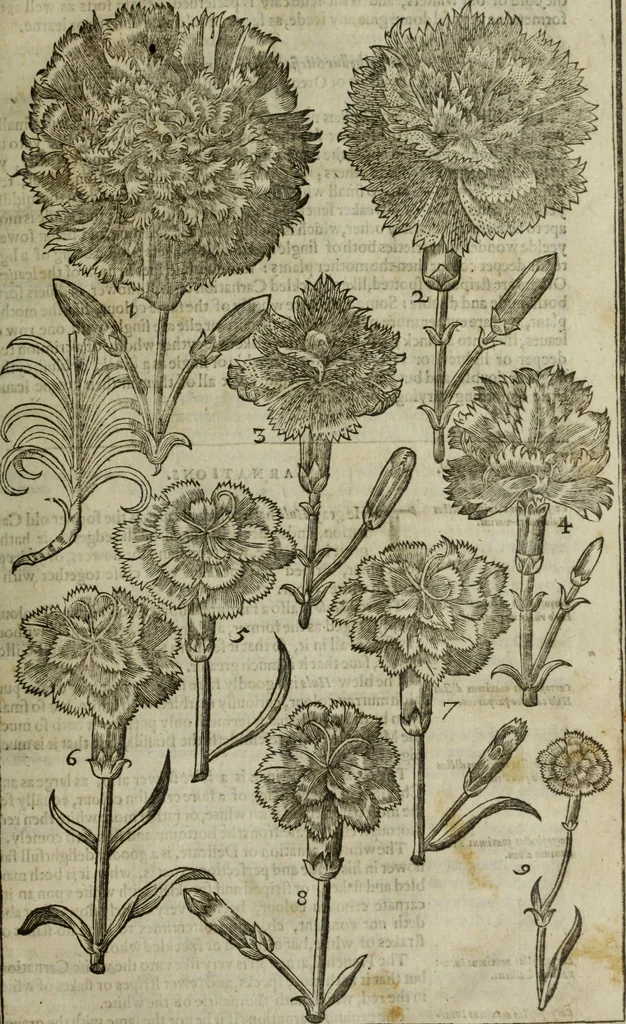 An illustration from Paradisi in sole, paradisus terrestris : or, a choice garden of all sorts of rarest flowers : with their nature, place of birth, time of flowering, names, and vertues to each plant, useful in physick, or admired for beauty. To which is annext a kitchen-garden furnished with all manner of herbs, roots, and fruits, for meat or sawce used with us. With the art of planting an orchard of all sorts of fruit-bearing trees and shrubs, shewing the nature of grafting, inoculating and pruning of them. Together with the right ordering, planting and preserving of them, with their select vertues: All unmentioned in former Herbals, 1656, leaf 318