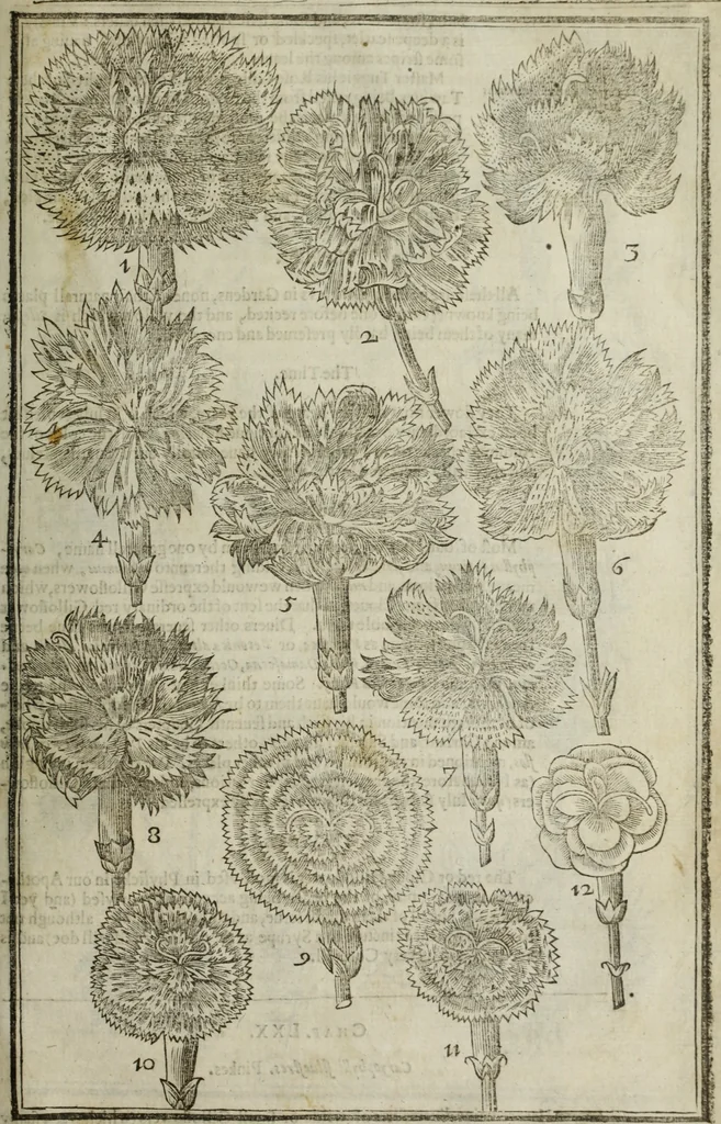 An illustration from Paradisi in sole, paradisus terrestris : or, a choice garden of all sorts of rarest flowers : with their nature, place of birth, time of flowering, names, and vertues to each plant, useful in physick, or admired for beauty. To which is annext a kitchen-garden furnished with all manner of herbs, roots, and fruits, for meat or sawce used with us. With the art of planting an orchard of all sorts of fruit-bearing trees and shrubs, shewing the nature of grafting, inoculating and pruning of them. Together with the right ordering, planting and preserving of them, with their select vertues: All unmentioned in former Herbals, 1656, leaf 324
