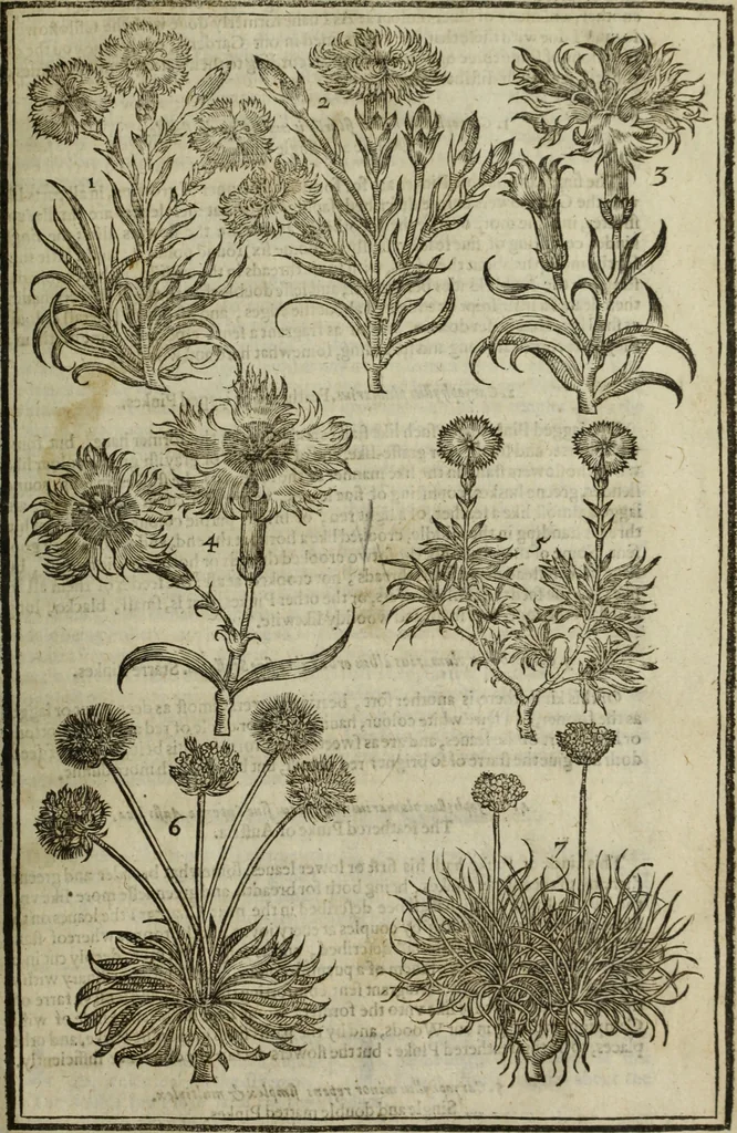 An illustration from Paradisi in sole, paradisus terrestris : or, a choice garden of all sorts of rarest flowers : with their nature, place of birth, time of flowering, names, and vertues to each plant, useful in physick, or admired for beauty. To which is annext a kitchen-garden furnished with all manner of herbs, roots, and fruits, for meat or sawce used with us. With the art of planting an orchard of all sorts of fruit-bearing trees and shrubs, shewing the nature of grafting, inoculating and pruning of them. Together with the right ordering, planting and preserving of them, with their select vertues: All unmentioned in former Herbals, 1656, leaf 326