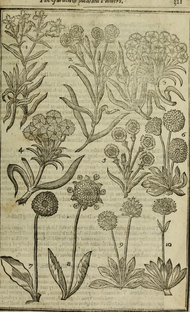 An illustration from Paradisi in sole, paradisus terrestris : or, a choice garden of all sorts of rarest flowers : with their nature, place of birth, time of flowering, names, and vertues to each plant, useful in physick, or admired for beauty. To which is annext a kitchen-garden furnished with all manner of herbs, roots, and fruits, for meat or sawce used with us. With the art of planting an orchard of all sorts of fruit-bearing trees and shrubs, shewing the nature of grafting, inoculating and pruning of them. Together with the right ordering, planting and preserving of them, with their select vertues: All unmentioned in former Herbals, 1656, leaf 332